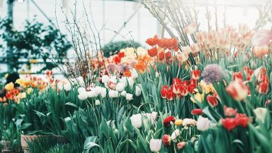 Красавица-весна в «Аптекарском огороде» #Москва #Весна2019