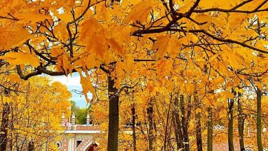 Осенний листопад в Царицыне Фото: @sunnytraveller23 #всеомоскве #москва #всевпарк #царицыно #осень2019 #вечер #фото