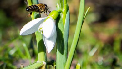 В Битцевском лесу на первоцветах заметили пчел Сотрудник Мосприроды успел сфотографировать их до появления…