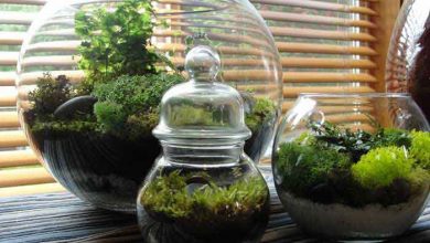 Бизнес-идея: Миниатюрный сад в бутылке Сегодня расскажем об одной очень интересной и красивой идее…