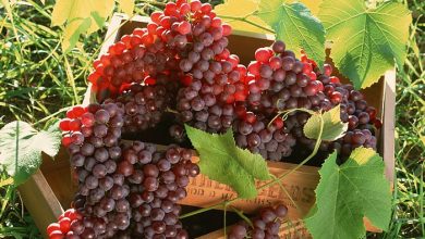 Выращивание винограда из косточек Виноград нравится почти всем. Если даже не в виде ягод,…