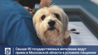 На данный момент в Подмосковье прием ведут 91 ветеринарное учреждение: Пять из учреждений работают…