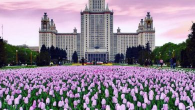 Нежность весенних тюльпанов #Москва #Цветы