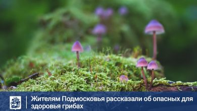 Участились обращения в Минэкологии жителей Подмосковья, которые стали находить грибы необычного вида: