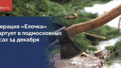 За незаконную рубку деревьев предусматривается штраф до четырех тысяч рублей для физических лиц и…
