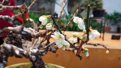 Выставка японских искусств в «Аптекарском огороде» Посетители увидят несколько десятков хвойных, листопадных, вечнозеленых и…