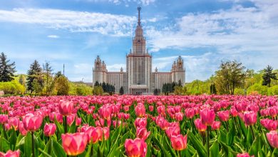 К майским праздникам в Москве распустятся 12 миллионов тюльпанов, луковицы которых высадили еще прошлой…