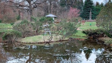 Японский сад в Главном ботаническом саду имени Н. В. Цицина. Фото: carolinamescheryakova