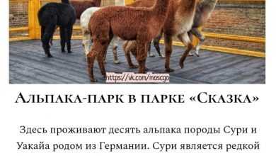 ТОП-5 мест, где в Москве и области можно пообщаться с альпаками: