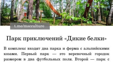 ТОП-5 веревочных парков в окрестностях Москвы: