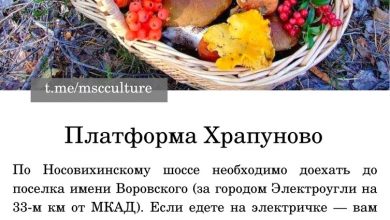 ТОП-7 грибных мест в Мособласти: