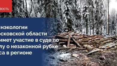 Минэкологии Подмосковья примет участие в судебном разбирательстве по делу о незаконной рубке леса в…