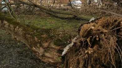 Ветер в Москве сегодня повалил 35 деревьев. Поваленные деревья городские службы распиливают на месте…