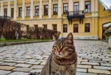 Библиотека столицы, где одним из сотрудников является кот Библиотека-читальня имени А.С.Пушкина сохранила атмосферу XIX…