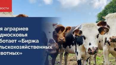 Телеграмм-канал «Биржа сельскохозяйственных животных» был создан Министерством сельского хозяйства и продовольствия Московской области для…
