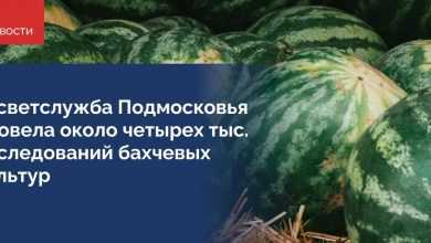 Весь сезон специалисты Госветслужбы региона проверяют безопасность арбузов и дынь, которые продают в Московской…