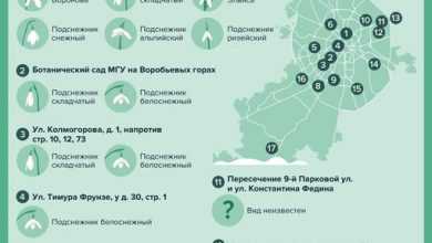 Где можно встретить подснежники в Москве