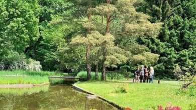 Японский сад. Ландшафтный парк в московском Ботаническом саду. На территории каскадные водоёмы с островами…