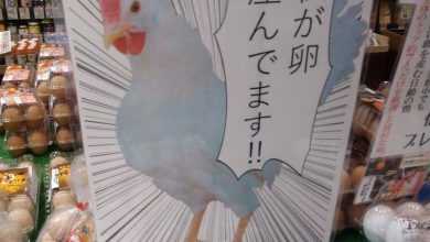 В одном из фермерских магазинов в Японии выставляют фотографию курицы на прилавок с её…