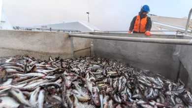 Россия с 16 октября ограничивает импорт рыбы и морепродуктов из Японии. Решение Россельхознадзора обусловлено…